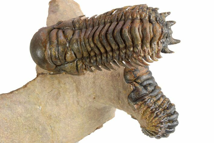 Pair of Crotalocephalina Trilobite Fossils - Lghaft, Morocco #250011